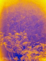 Subhash: „Setagua #5428”