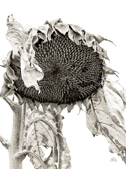 Subhash: „Sunflower #9776”