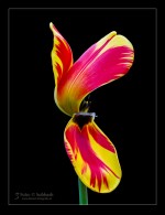 Subhash: „Tulipa #6105”