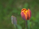 Subhash: „Tulpe #241”