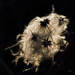 Subhash: „Waldrebe im Gegenlicht”