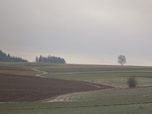 Subhash: „Waldviertel #4219”