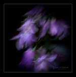 Subhash: „Wiesenglockenblume 7425”