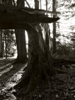 Subhash: „Windbruch #1195”