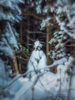 Subhash: „Winter #2408”