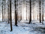 Subhash: „Wintermorgen im Wald #9654”