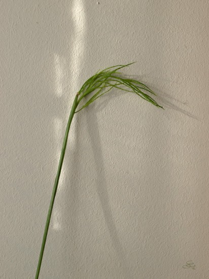 Subhash: Zimmerpflanze, 2012