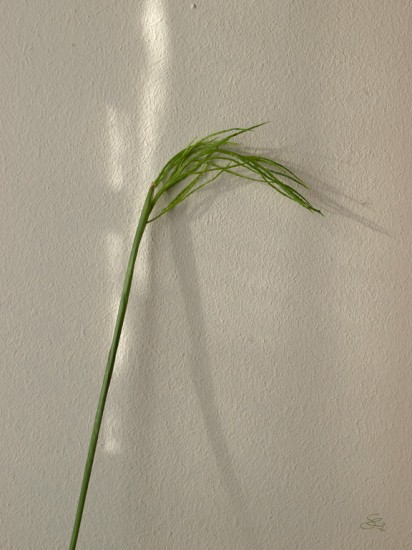 Subhash: “Indoor plant”, 2012