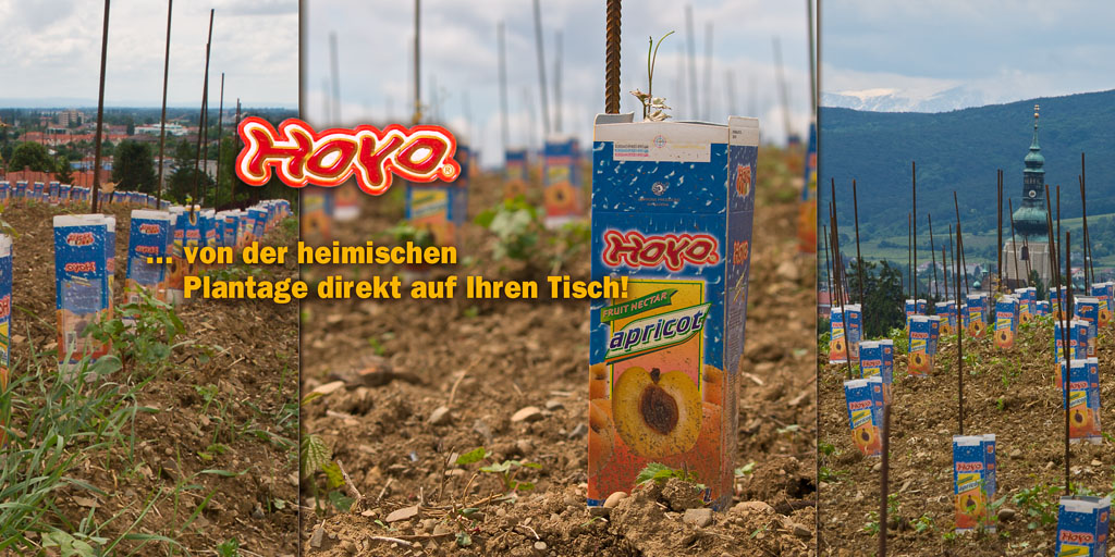 Marillensaftplantage