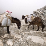 Im Nationalpark Sierra Nevada