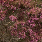 Blühender Busch im Nationalpark Sierra Nevada