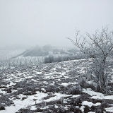 Winternebel - niebla invernal