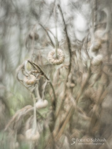 Subhash: „Färberkamille #2933”