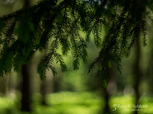Fichtenzweige
