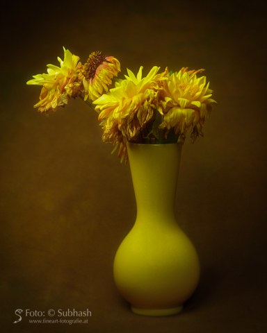 „Dahlien und Kokardenblume #5591”