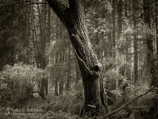 „Wald und Holz #2577”