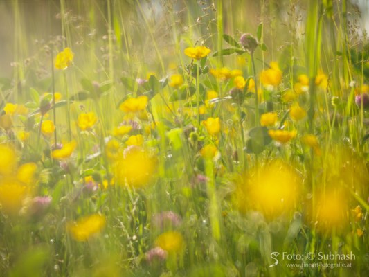 „Wildblumenwiese #7643” – größer sehen auf Flickr